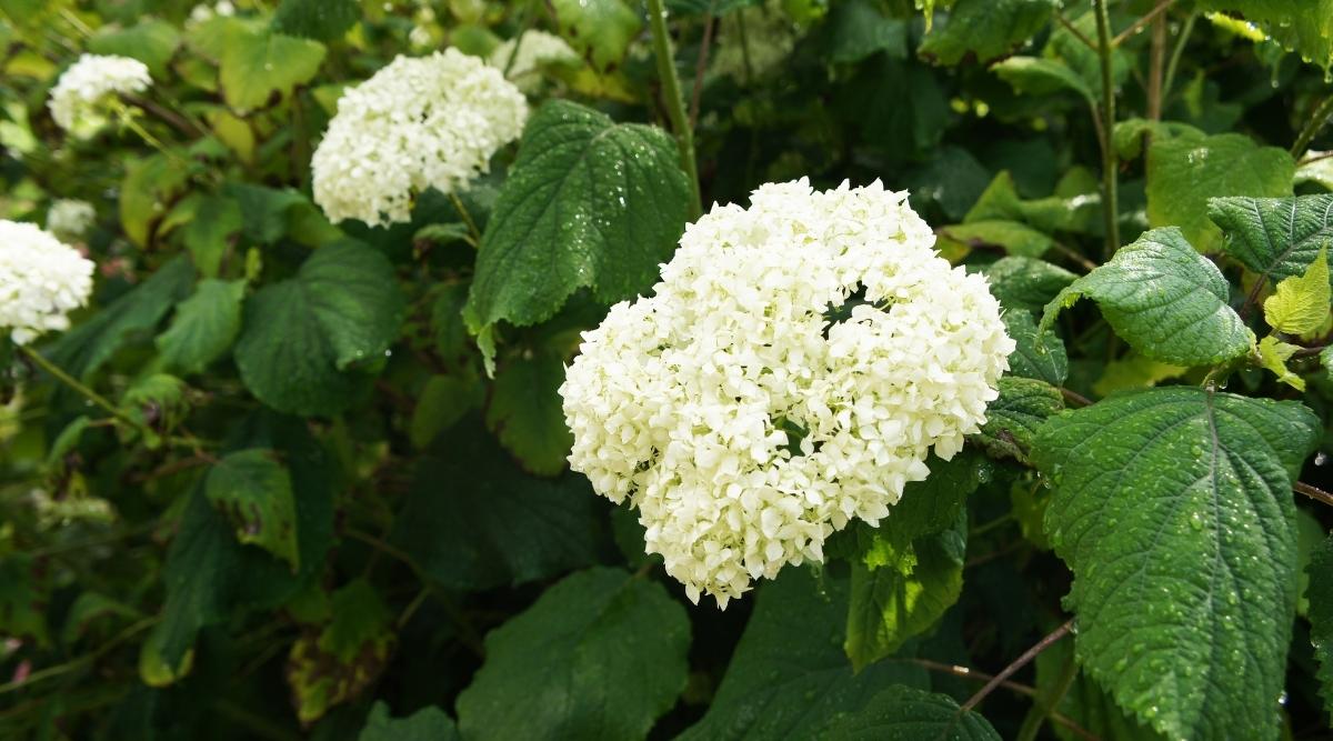 ‘Incrediball’ Variety