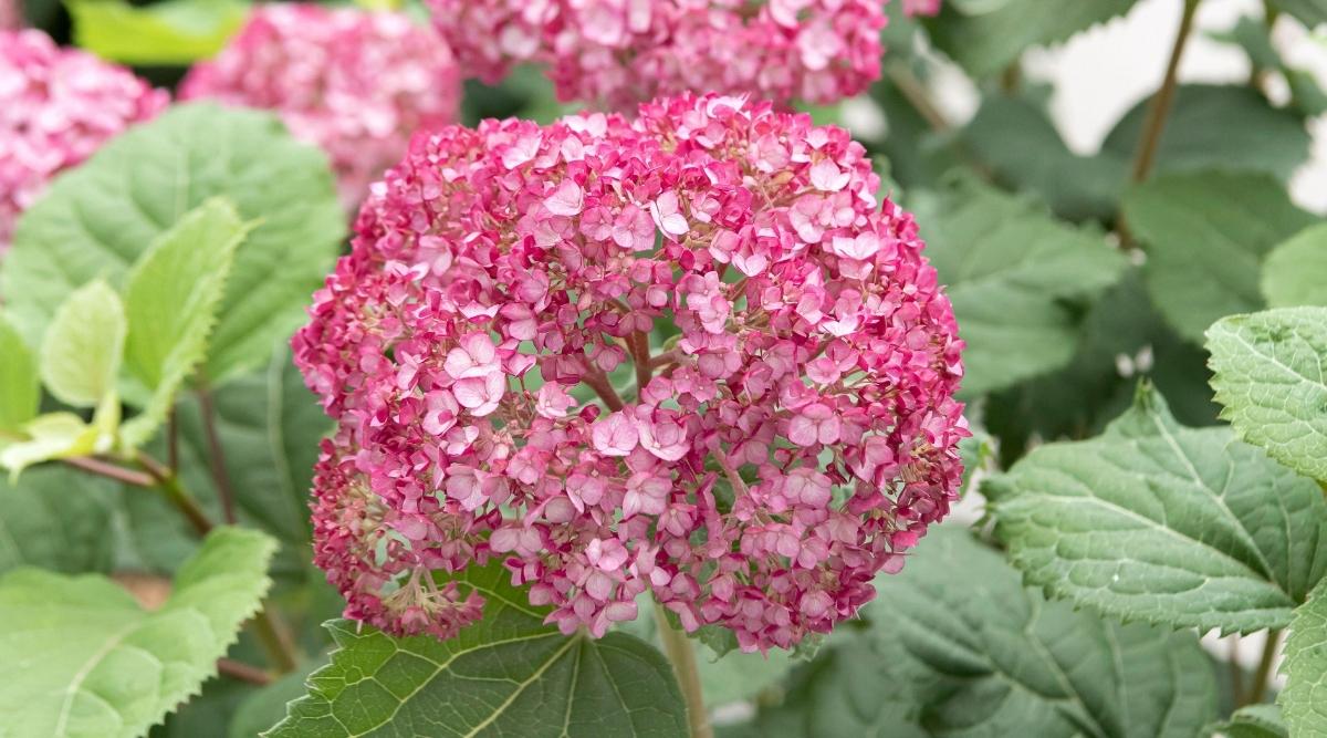 Arborescens ‘Invincibelle Mini Mauvette’