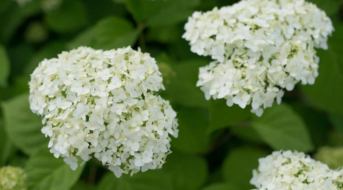 ‘Invincibelle Wee White’