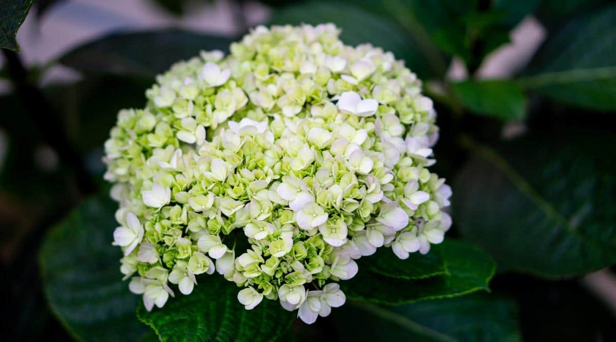 Variety ‘Lime Rickey’