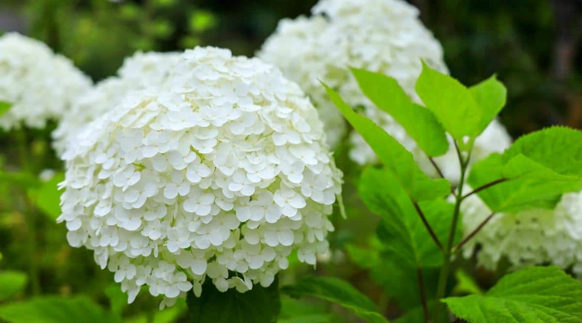 ‘Seaside Serenade Bar Harbor’ Variety