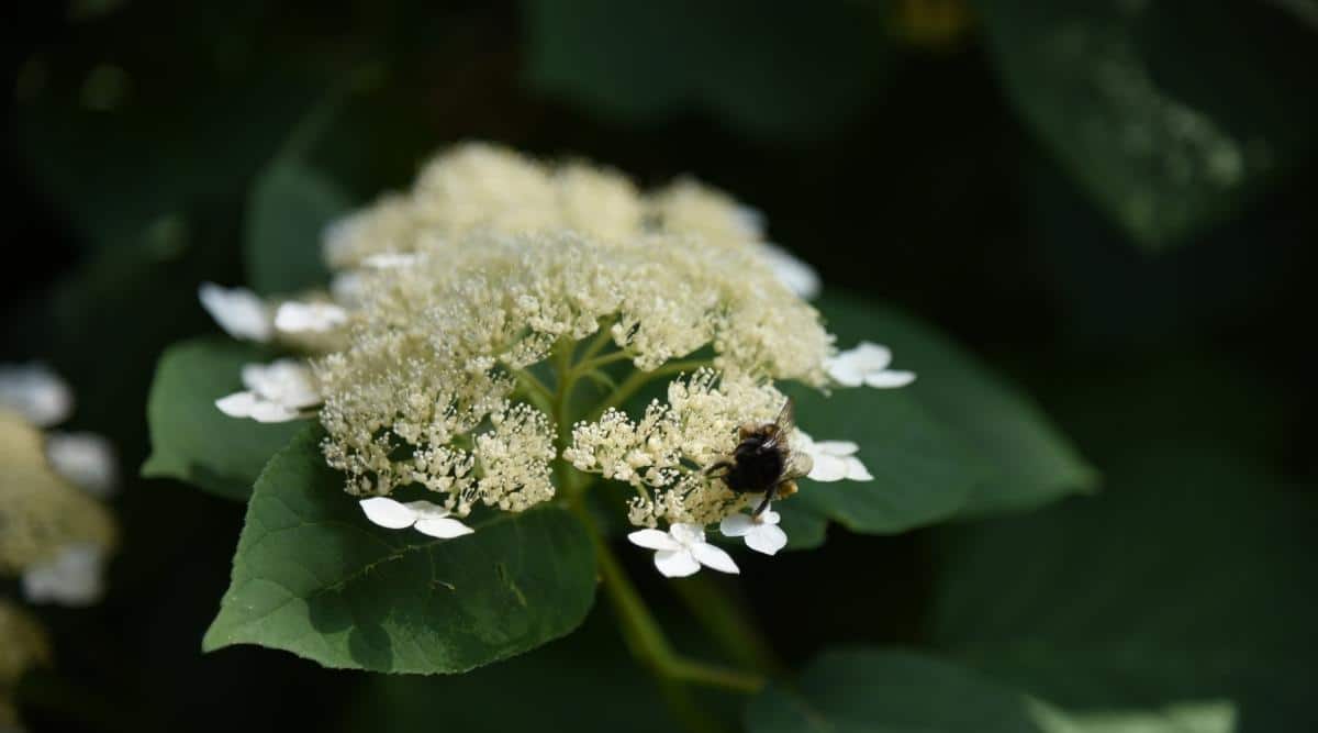 Variety ‘White Dome’