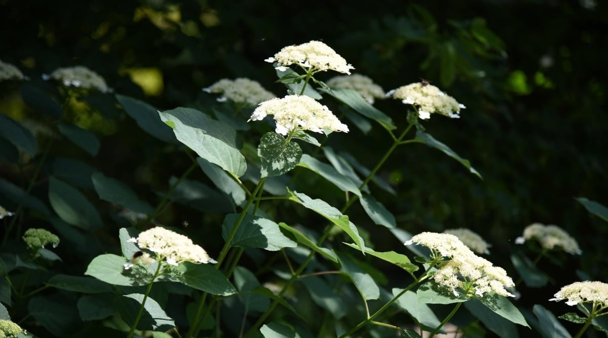&lsquo;White Dome’ Variety