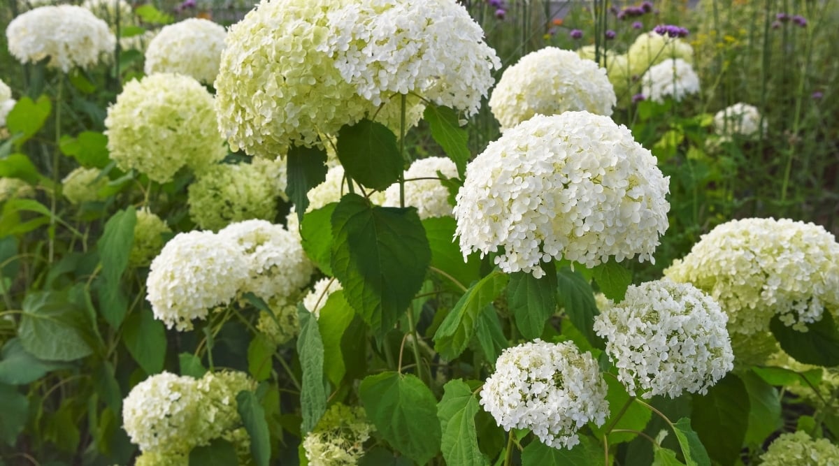 Several hydrangea plants fill the scene, each with its own unique characteristics. Some showcase white flowers, while others boast pale greenish-white blooms. The plants vary in height, with the taller ones featuring exposed stems and large green leaves.