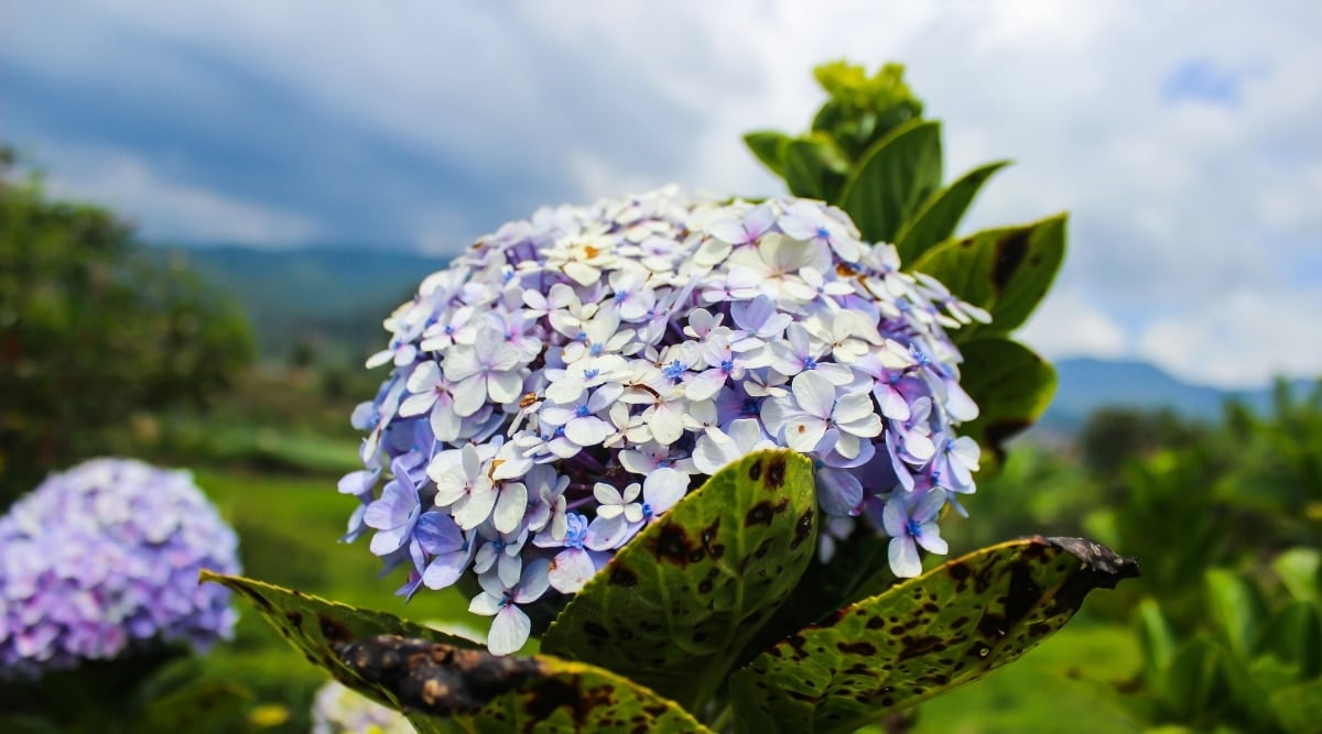 A close-up captures a slightly domed cluster of purple hydrangea flowers, accompanied by green leaves adorned with dark spots. The blurred background reveals another similar cluster of flowers, and further back, a majestic mountain and cloudy sky complete the picture.