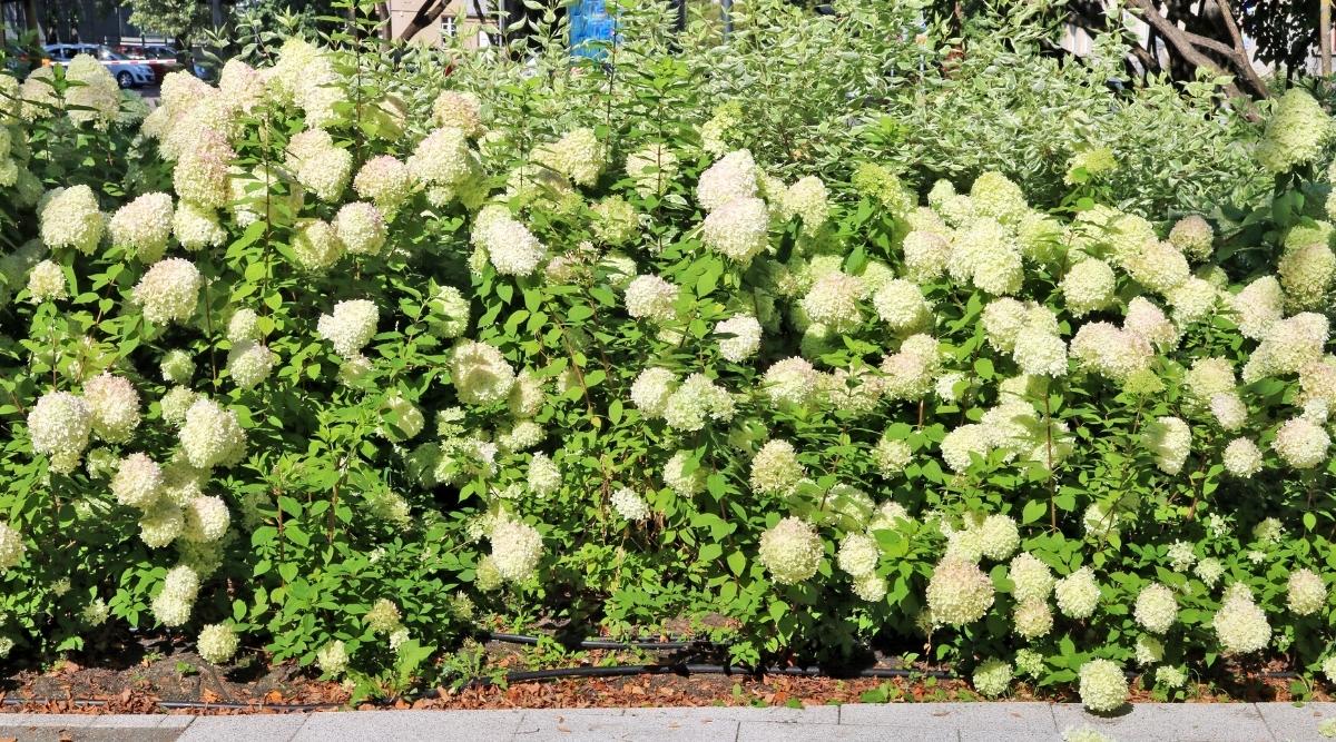 How To Plant Grow And Care For Panicle Hydrangeas