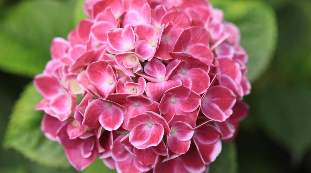 Macrophylla ‘Monrey’ Variety