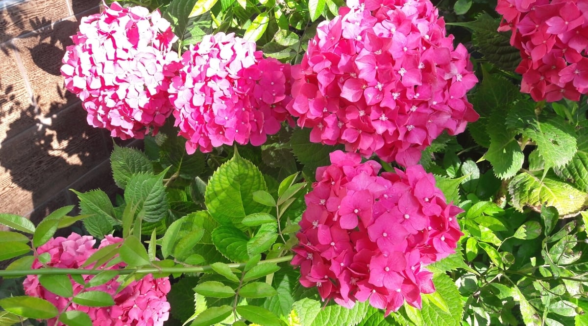Top view, close-up of a blooming compact bush of hydrangea macrophylla &lsquo;Pia&rsquo;. Hydrangea has large rounded inflorescences of many small four-petal pink flowers. The leaves are bright green, heart-shaped with serrated edges.