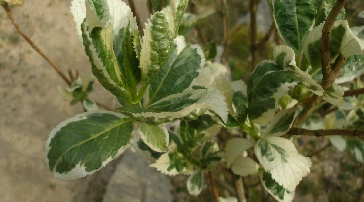 Hydrangea macrophylla ‘Variegata’