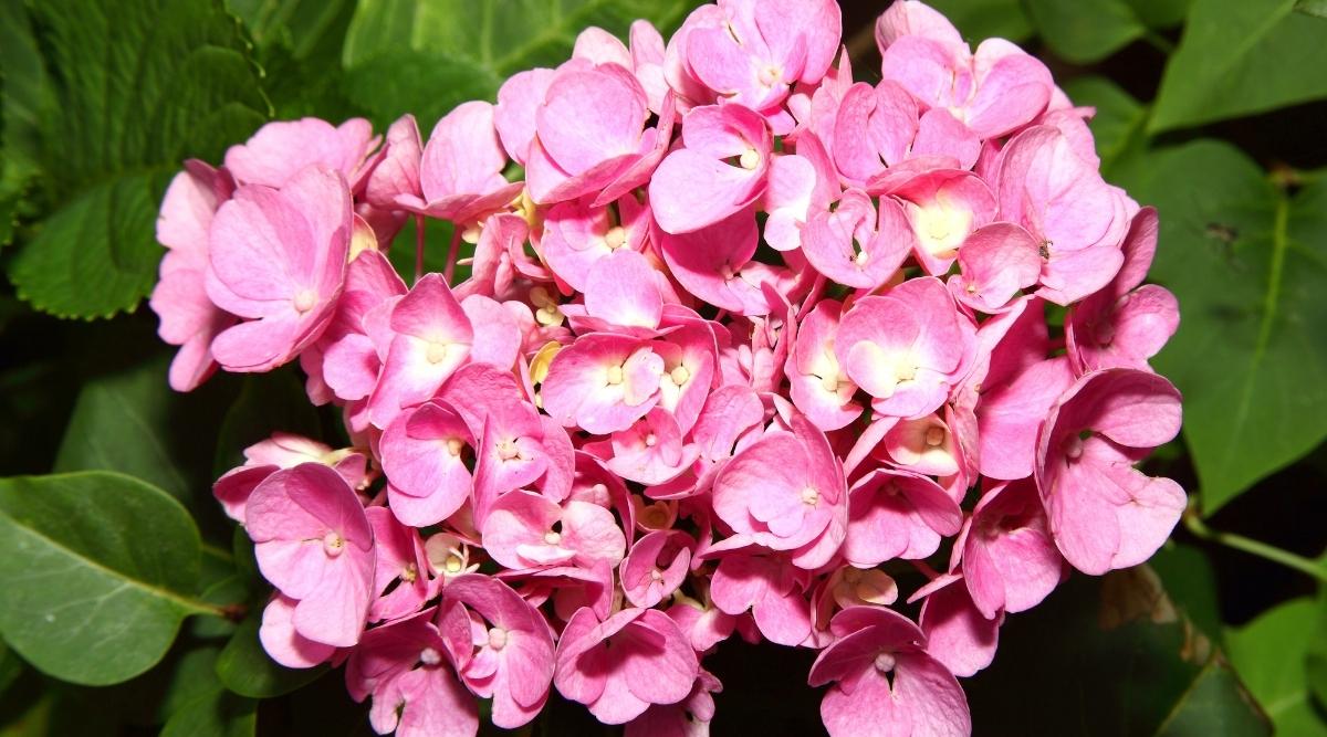 Macrophylla ‘Venice’ Variety