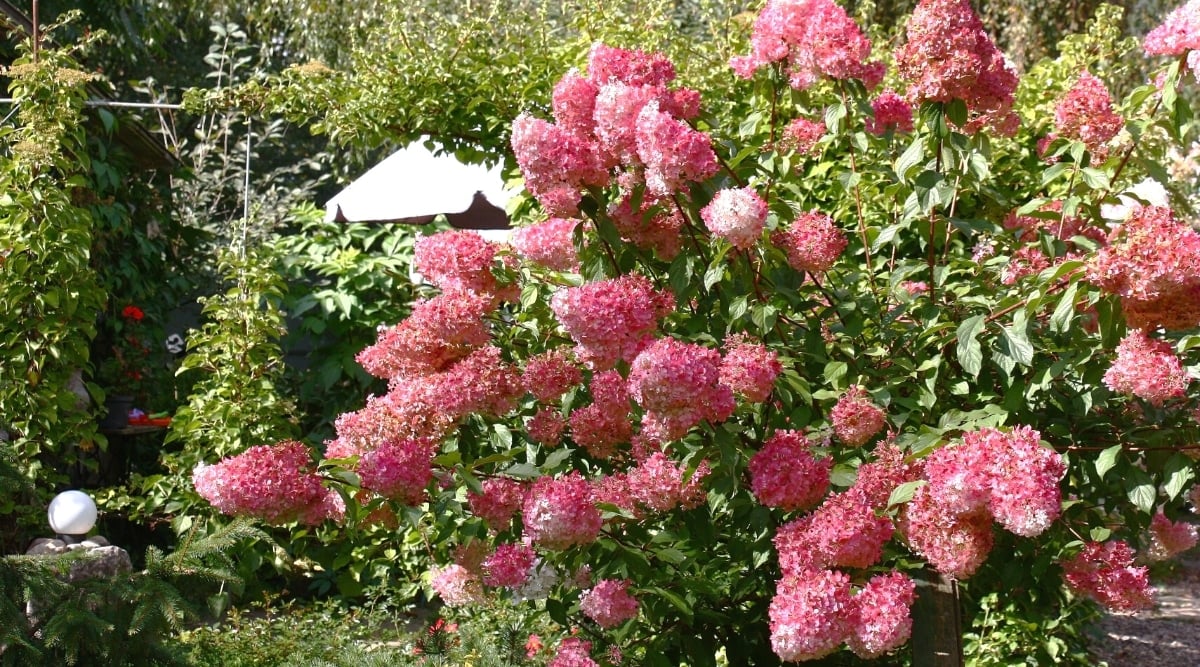 Large flowering bush Hydrangea paniculata &lsquo;Fire Light&rsquo; in a sunny garden. The bush has upright stems covered with oval dark green leaves. Conical inflorescences of crimson flowers grow on the tops of the stems.