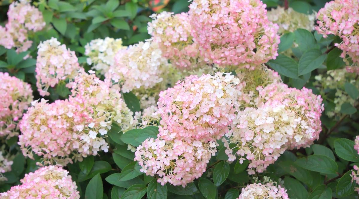 Paniculata ‘Firelight Tidbit’ Variety