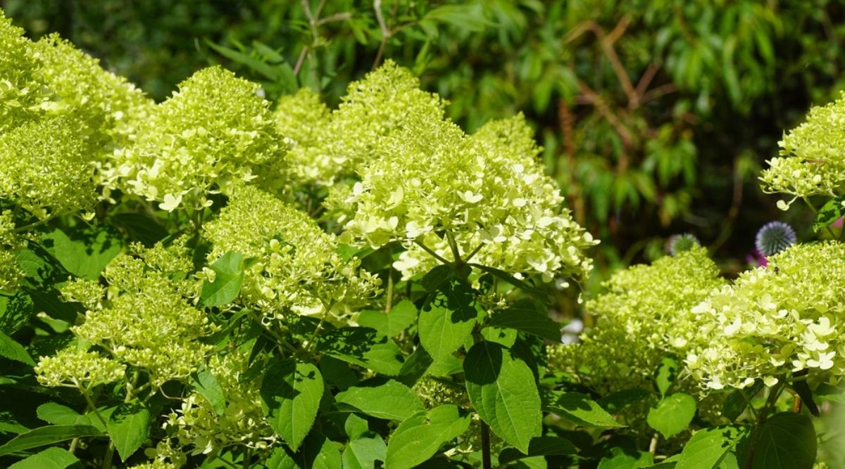 Hydrangea paniculata ‘Limelight’