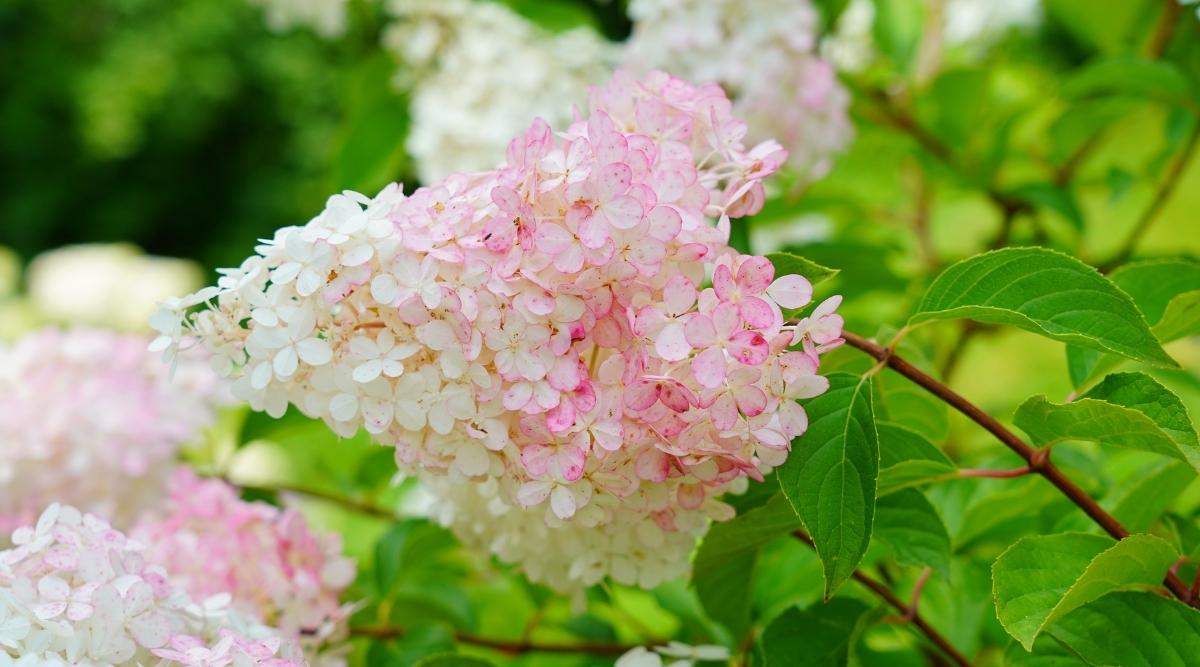 Variety ‘Little Lamb’