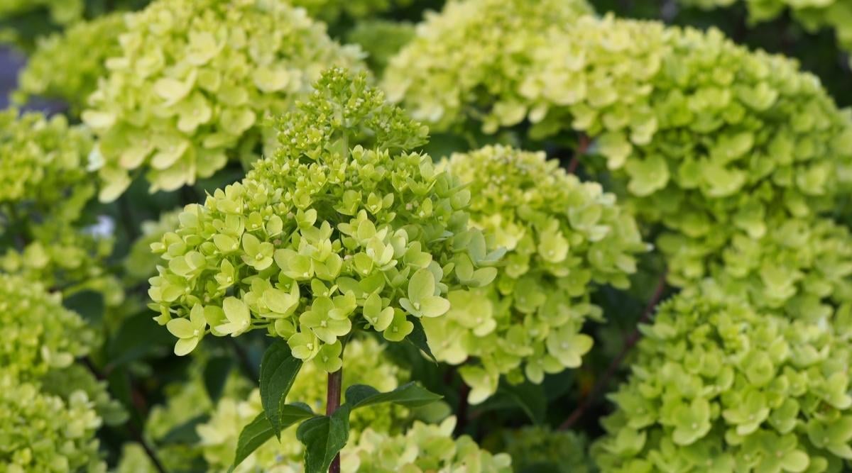Variety ‘Little Lime’
