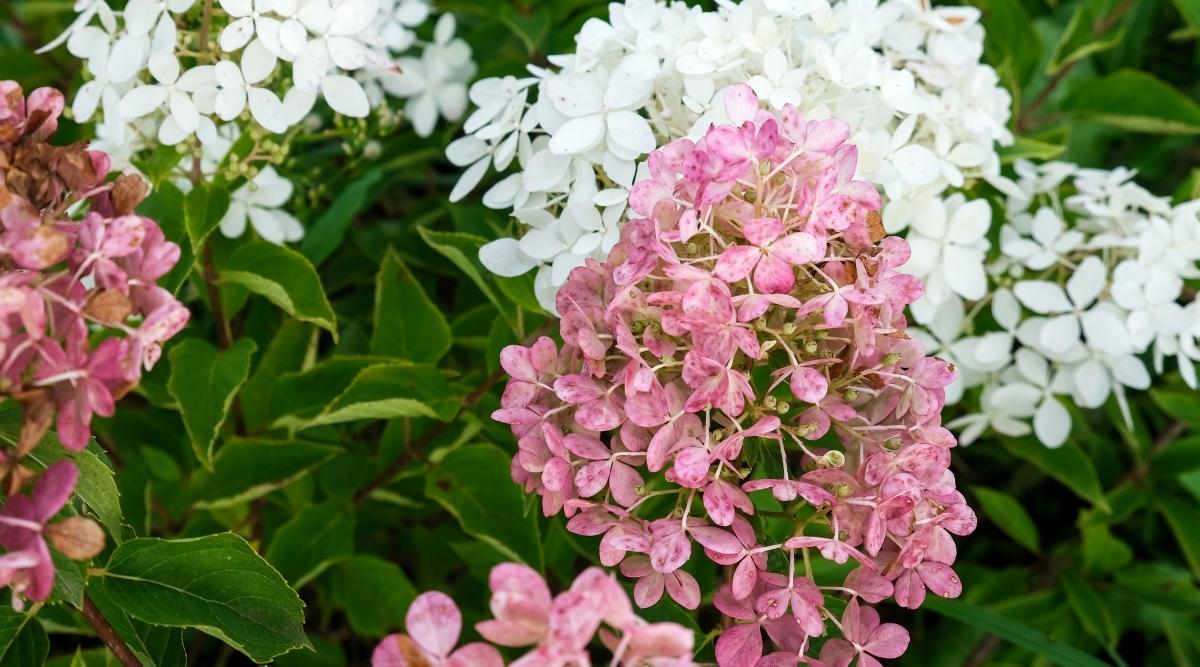 Hydrangea paniculata ‘Pee Gee’