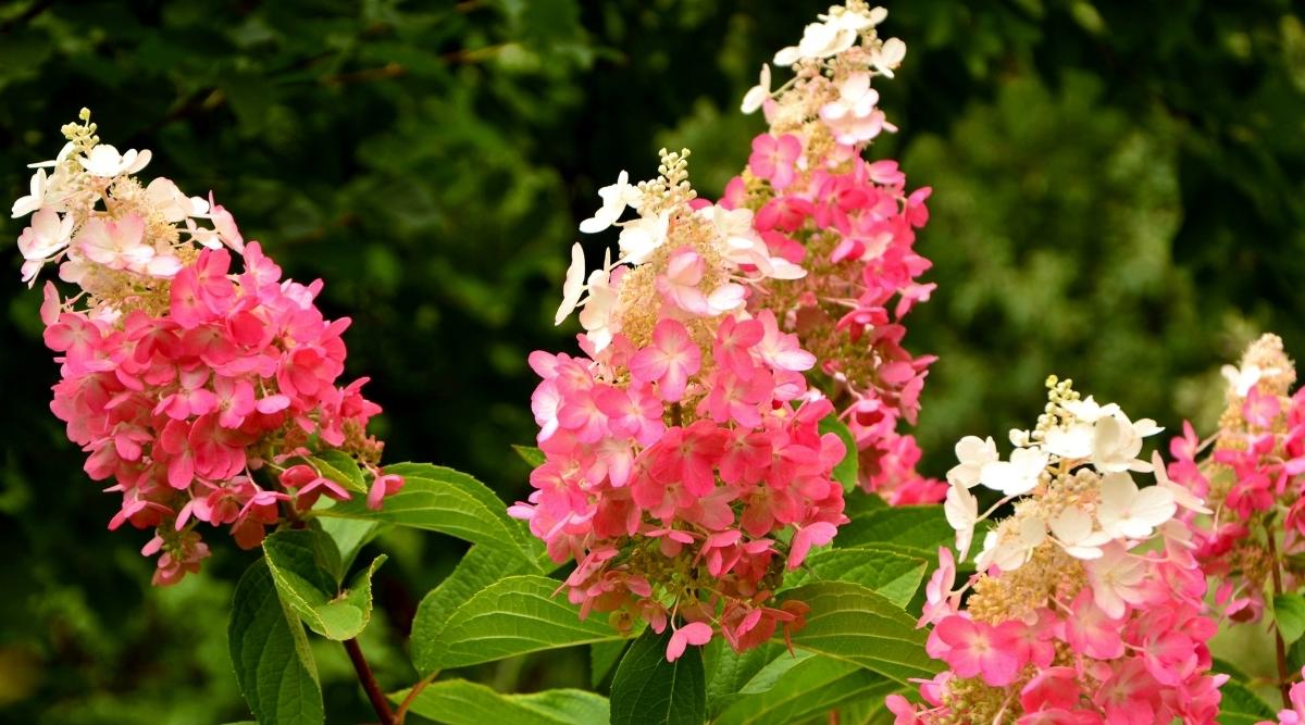 Hydrangea paniculata ‘Pinky Winky’