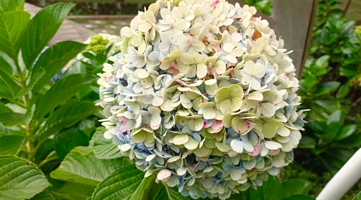 A close-up showcases delicate pale greenish-white hydrangea flowers, adorned with a few scattered blue spots. The lush green leaves frame the scene, both at the side and in the background, adding a vibrant touch.