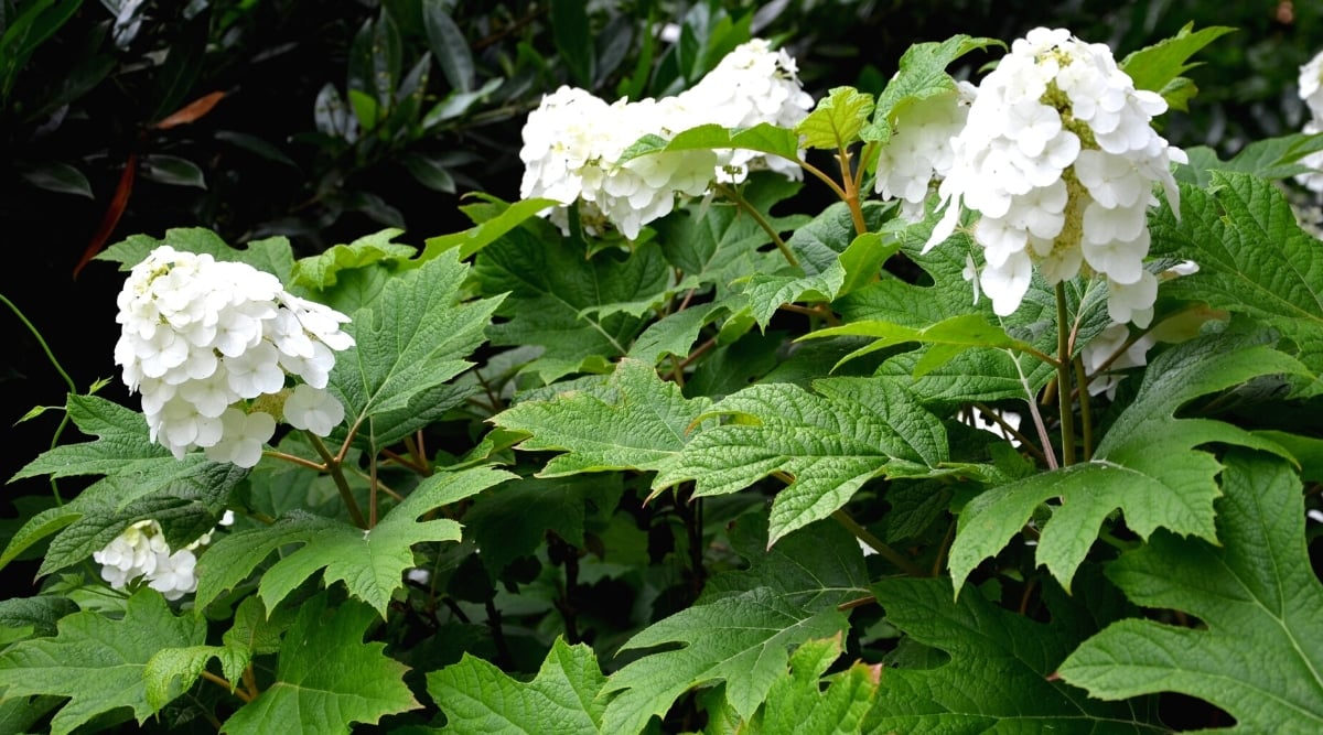 Close-up of a flowering hydrangea quercifolia ‘Pee Wee’ bush in the garden. It is a small plant growing to about 5 feet tall and wide. It has vertical cone-shaped white flowers. The leaves are bright green in color, lobed with serrated edges, and resemble oak leaves in shape.
