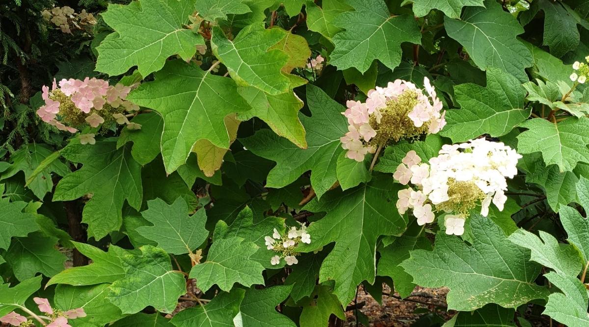 Hydrangea quercifolia ‘Alice’