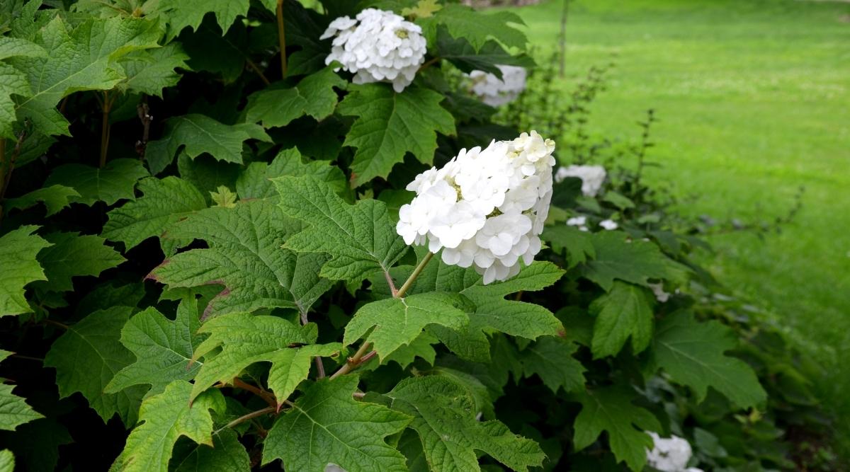 Hydrangea quercifolia ‘Snow queen’