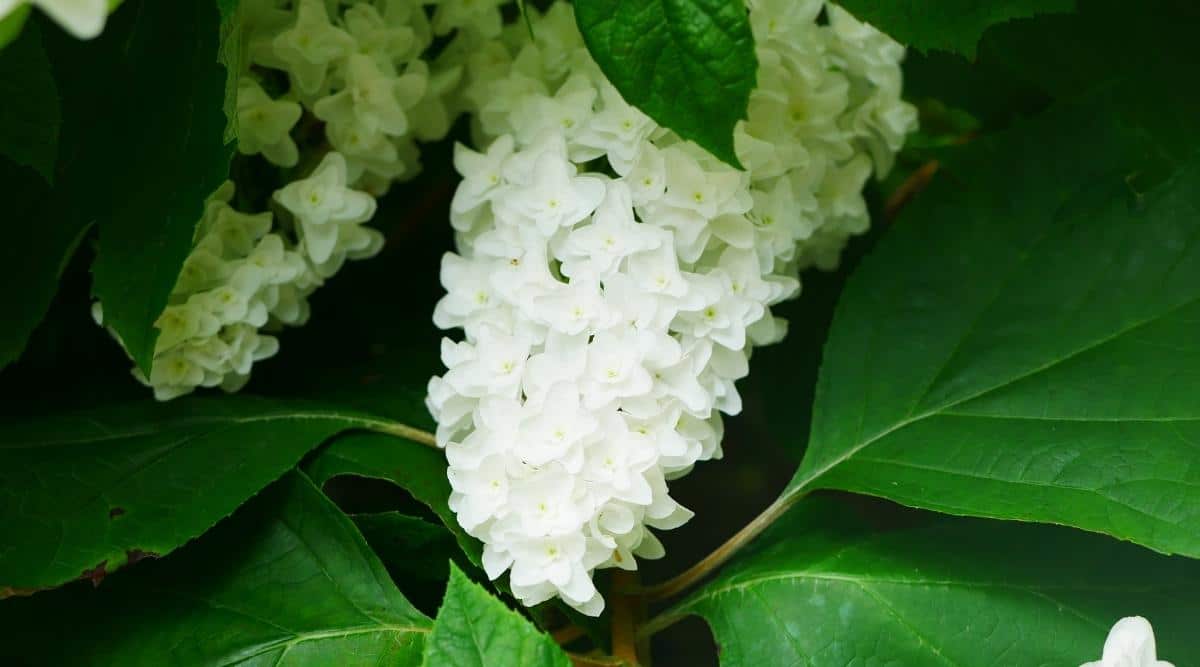 Hydrangea quercifolia ‘Snowflake’