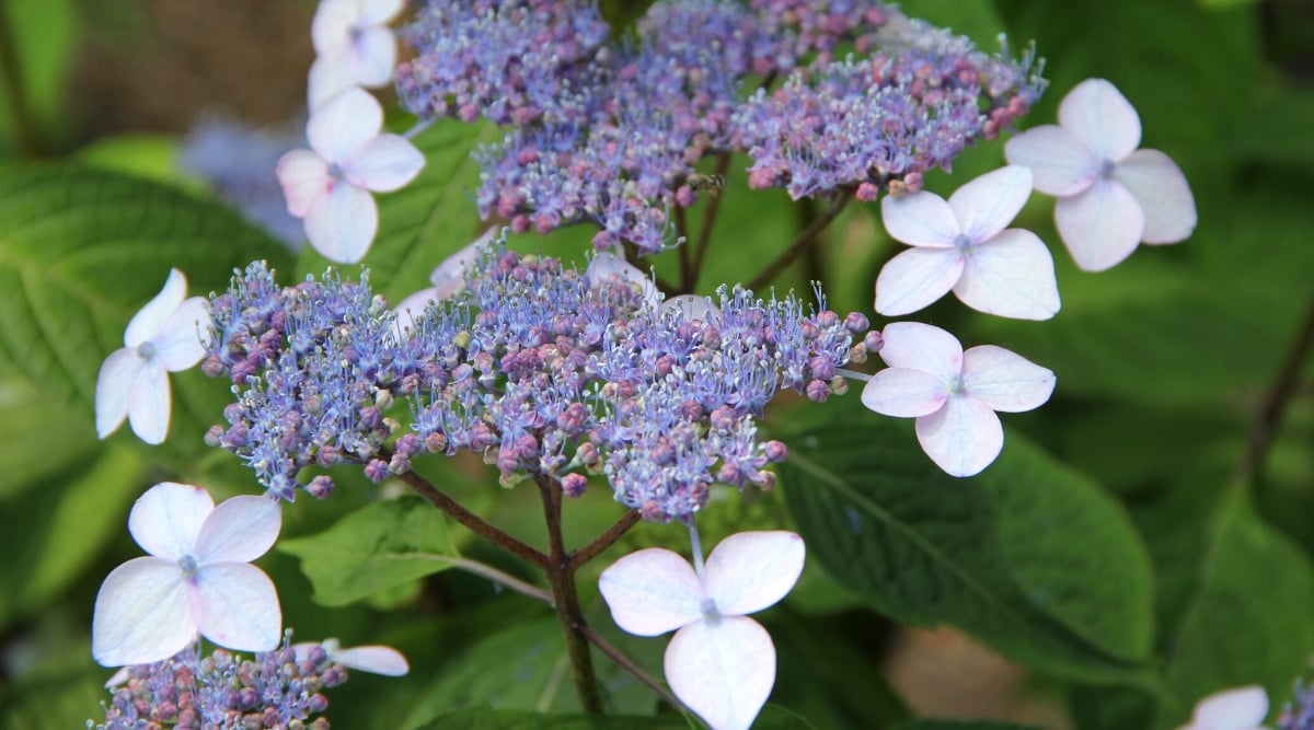 Close-up of Hydrangea serrata &lsquo;Bluebird&rsquo; in bloom. Hydrangea has beautiful inflorescences resembling flat lace caps. Inside the inflorescence there are many tiny purple flowers, surrounded by outer single four-petalled sterile flowers that are pale blue-purple.