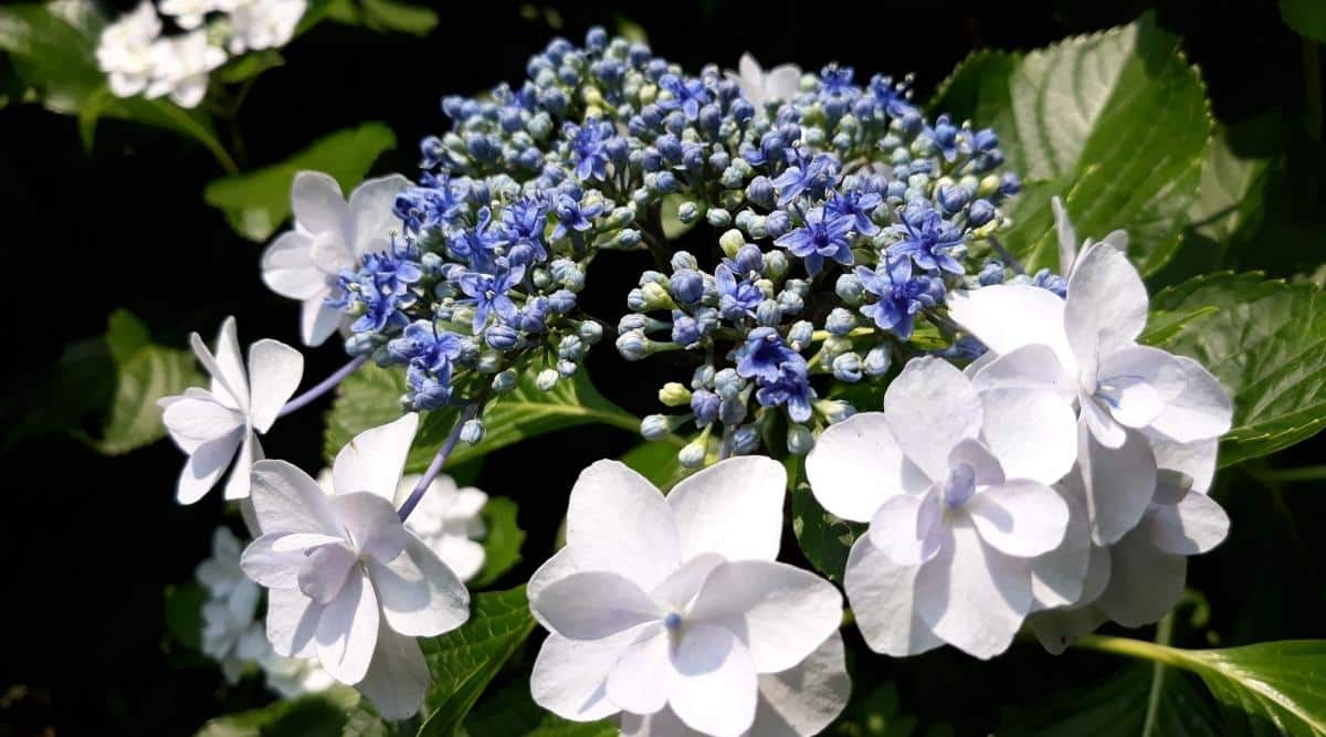 close up of a lacecap flower head with tiny purple flowers on the inner part of the flowerhead and double blooming pure white flowers encircling the purple center. The sun shines brightly on the flowers and a few shiny leaves that have serrated edges.
