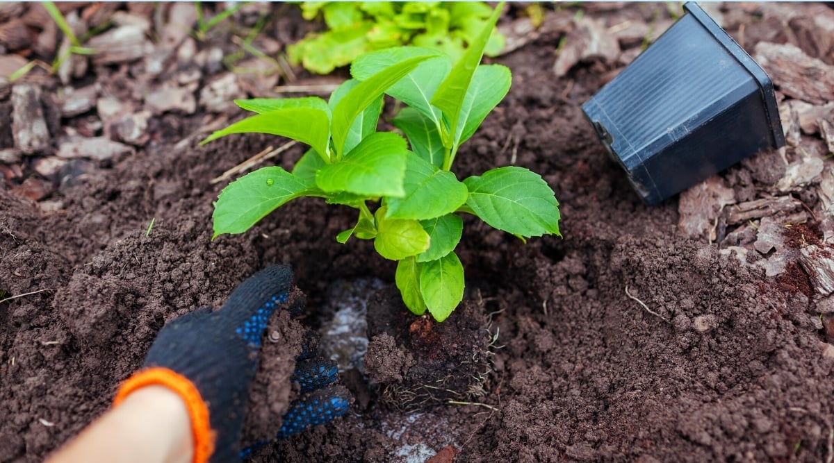 Close-up of a gardener's hand in black gloves planting a small young shrub into the soil in a garden. The seedling has bright green rounded leaves with serrated edges. A small black square plastic container lies next to the freshly planted seedling. The soil under the seedling is moist.