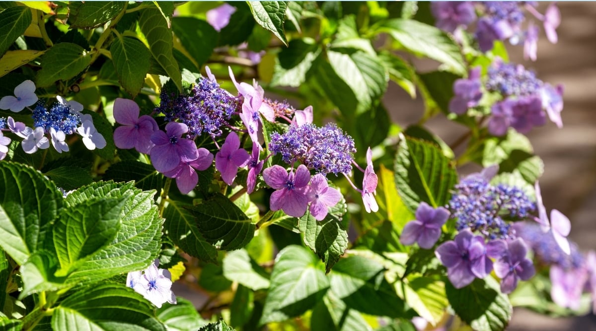 Blooming shrub in a sunny garden. The shrub has large dark green rounded leaves with serrated edges. Several purple flowers bloom, each consisting of small blue-violet fluffy flowers surrounded by four-petal showy purple flowers.