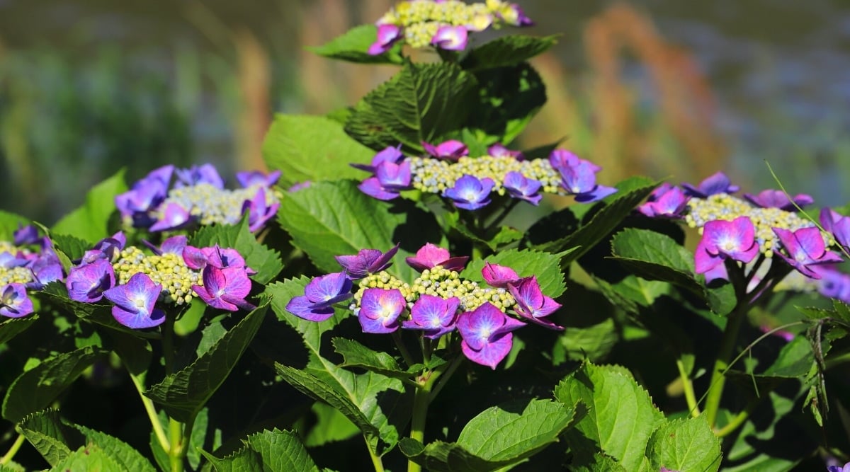 Close-up of six lacecap flowers blooming on a shrub above lush dark green oval leaves with serrated edges on a sunny day. Purple-blue flowers consist of small green-blue small flowers surrounded by showy four-petaled flowers.