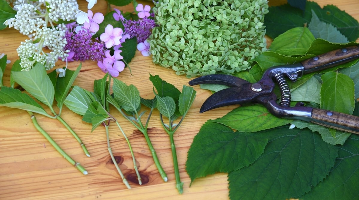 There are six green cuttings of several types of flowers, three blooms of different types (white panicle with cone-shaped flower cluster, purple serrata with lacecap flower head, and macrophylla with large rounded light green flower cluster), dark green oval leaves with serrated edges, and shears with dark wooden handles on the wooden table. The cuttings have a stem and several lightly cut green leaves.