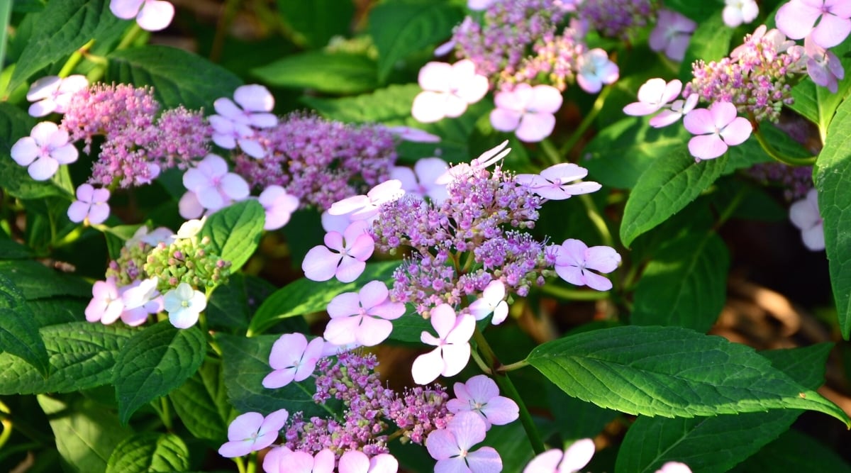 Close-up of flowering shrub under dappled sunlight. The dark pink centers of each lacecap flower are surrounded by large showy pale pink rounded five-petaled flowers. Oval dark green leaves with serrated edges.