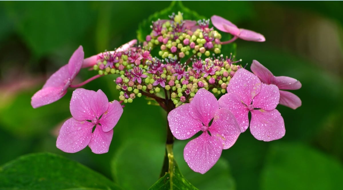 Close-up of a pink lacecap flower head on a green blurred background. Showy pink four-petaled flowers are covered with water droplets surrounding small fluffy pink flowers and tiny light green flower buds.