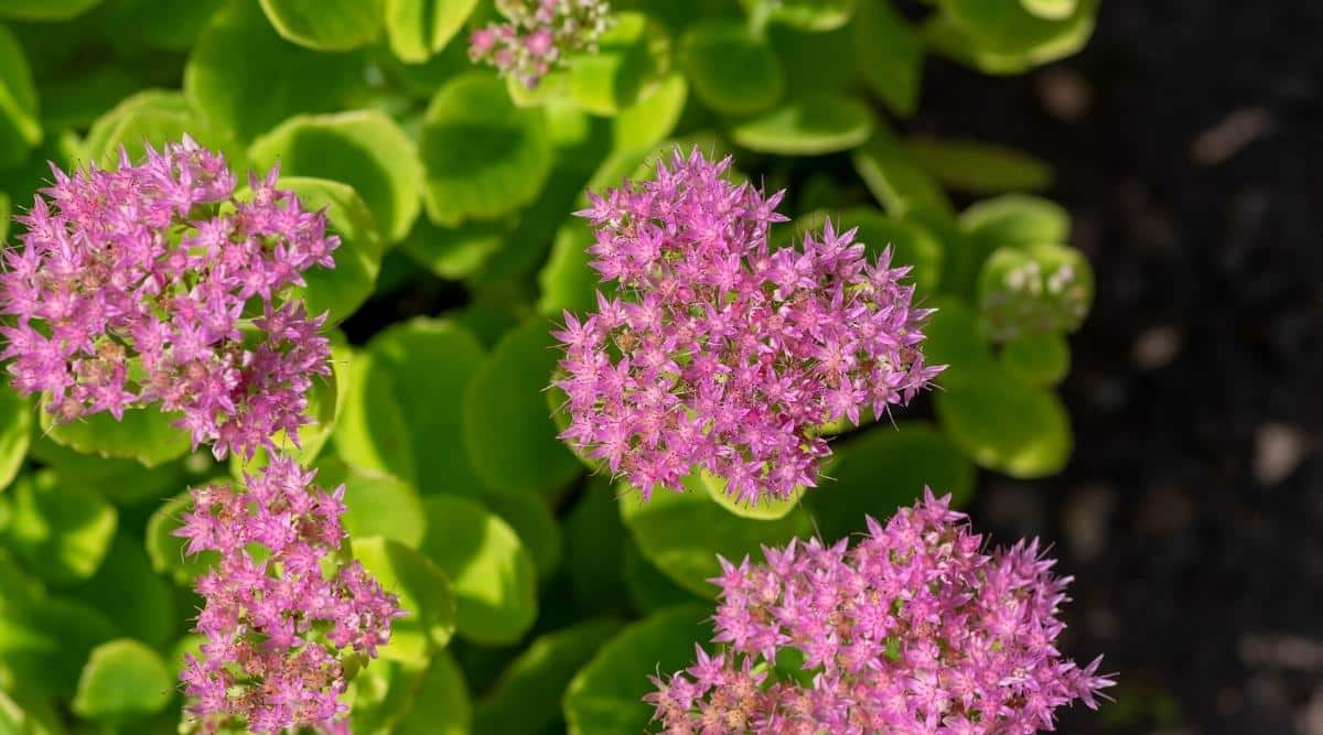 Top view, close-up of Stonecrop &lsquo;Autumn Joy&rsquo; blooming flowers against green leaves. Beautiful small salmon-pink flowers collected in inflorescences. The leaves are rounded, juicy light green.