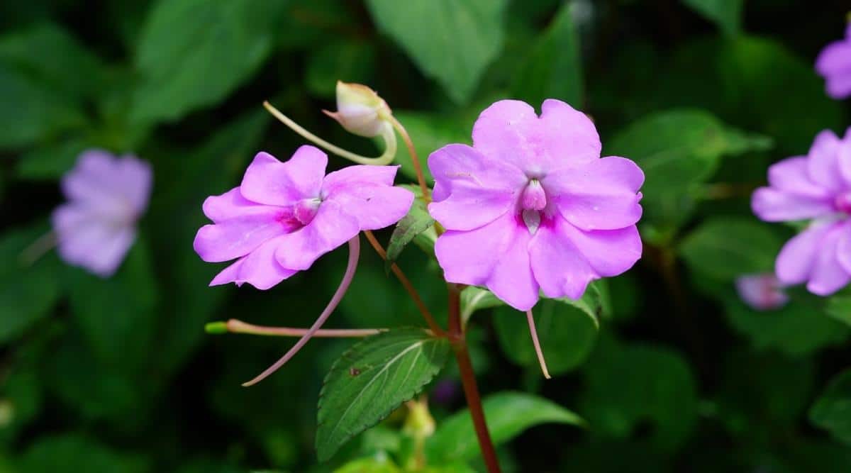 Impatiens x hybrid