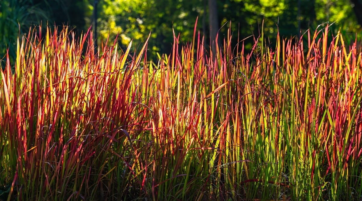 The leaves are narrow and linear, with sharp and pointed points that are primarily green on the bottom and red on the top. The grass has thin, erect stems that form a cluster at the base.