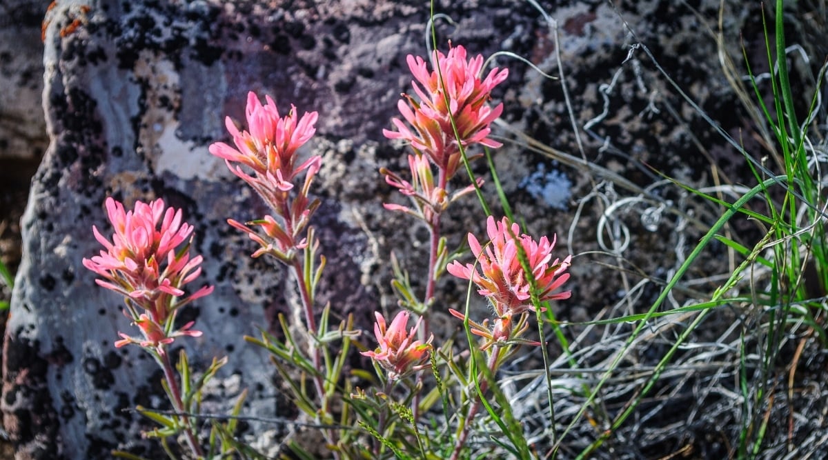 Several tall flower stalks with spiky pink flower clusters on top.