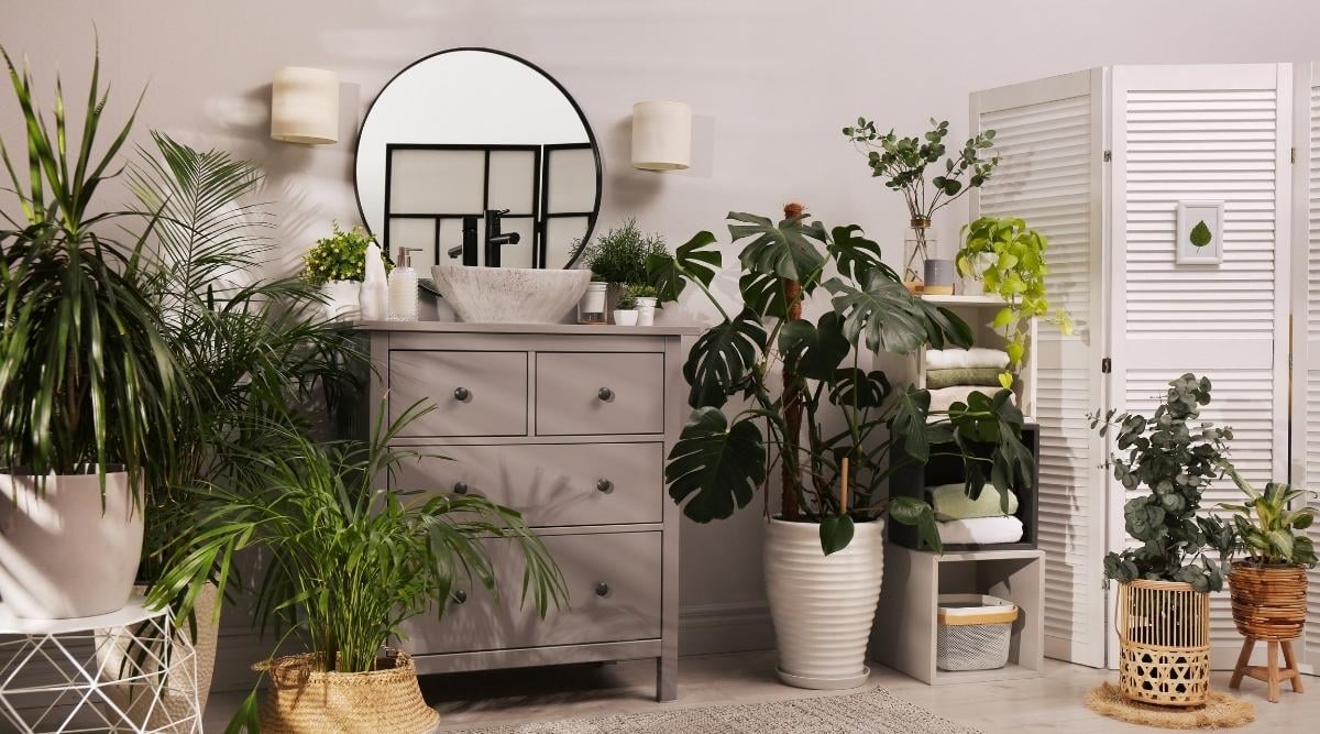 How Long Do House Plants Live? What's Their Average Lifespan?