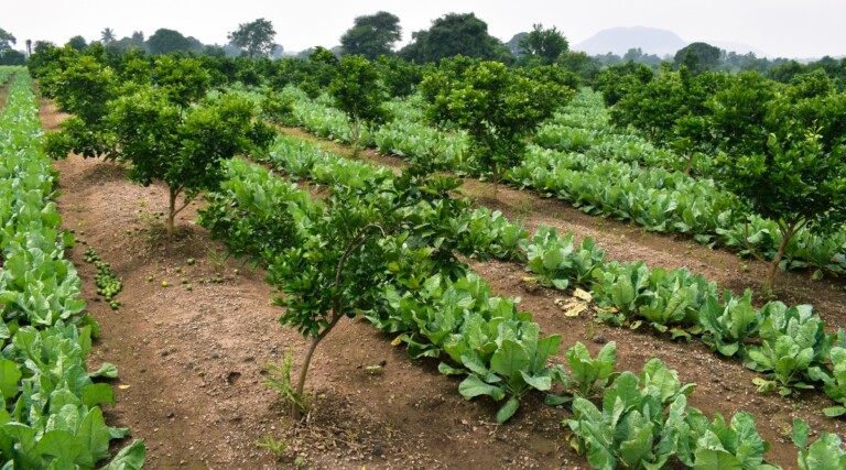 How to Build a Regenerative Garden