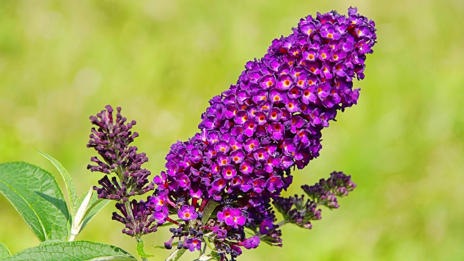 A close-up shot of a cluster of purple invasive flower situated in a bright sunlit area outdoors