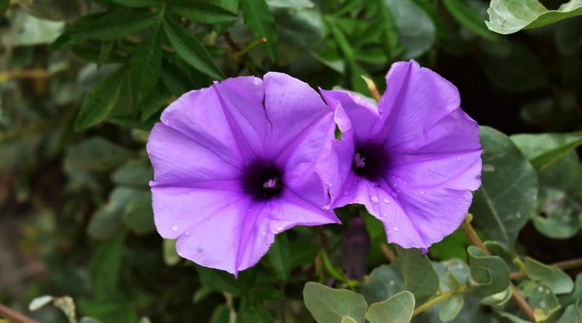 Ipomoea