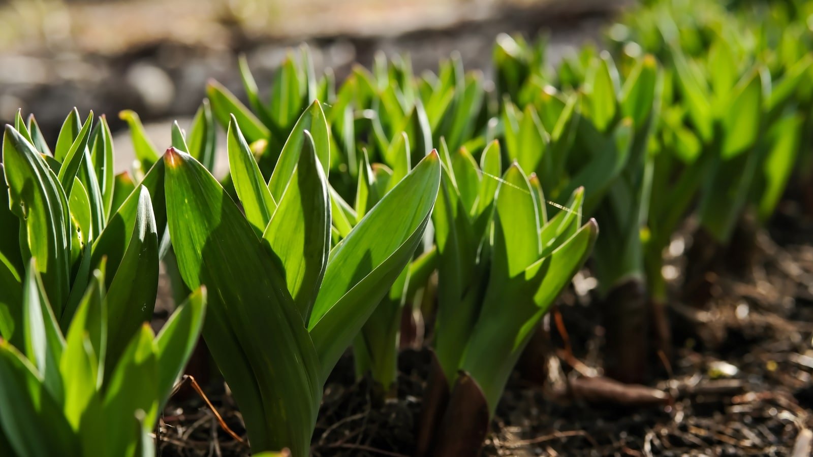 9 Reasons Your Irises Aren't Blooming This Season
