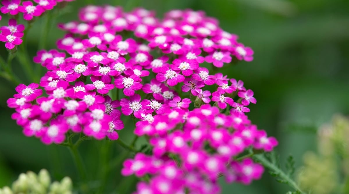 Close up of a cluster of tiny, bright pink flowers with bright white centers.