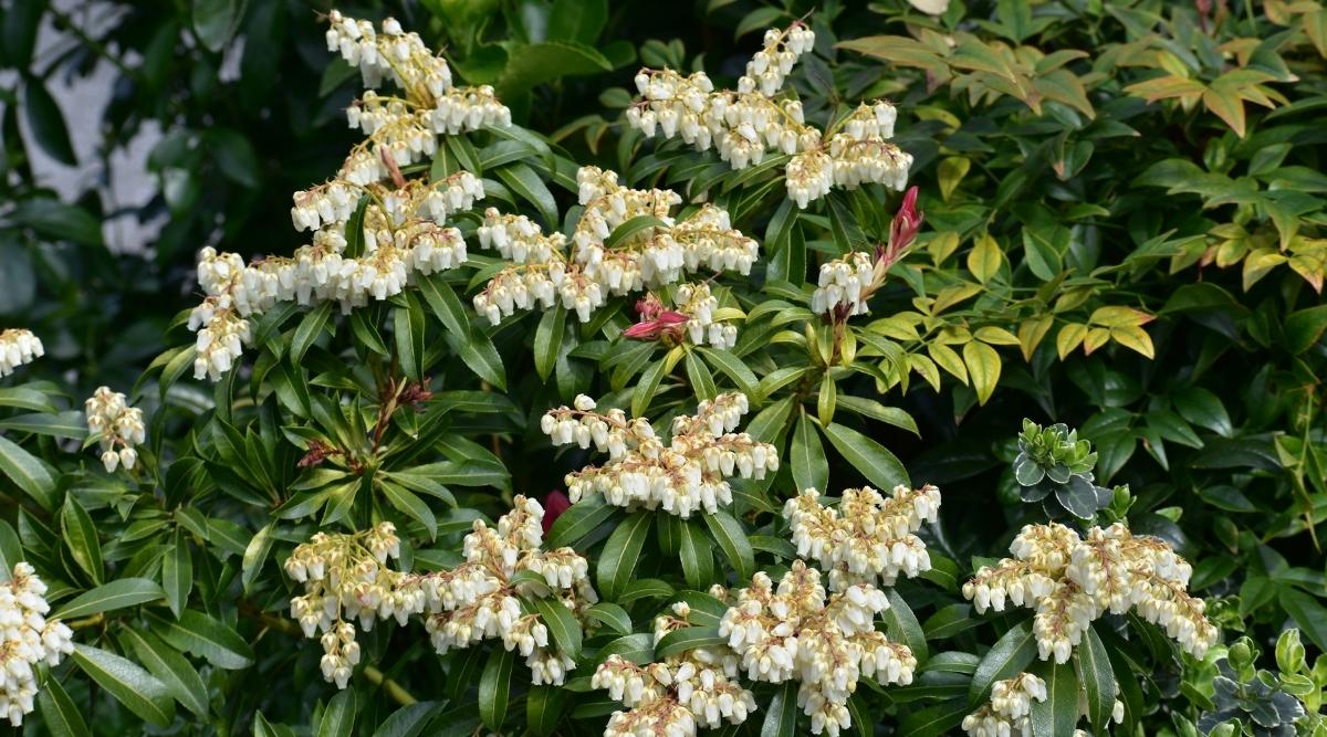 Which Plants Grow Under Cedar Trees? What Should You Plant?