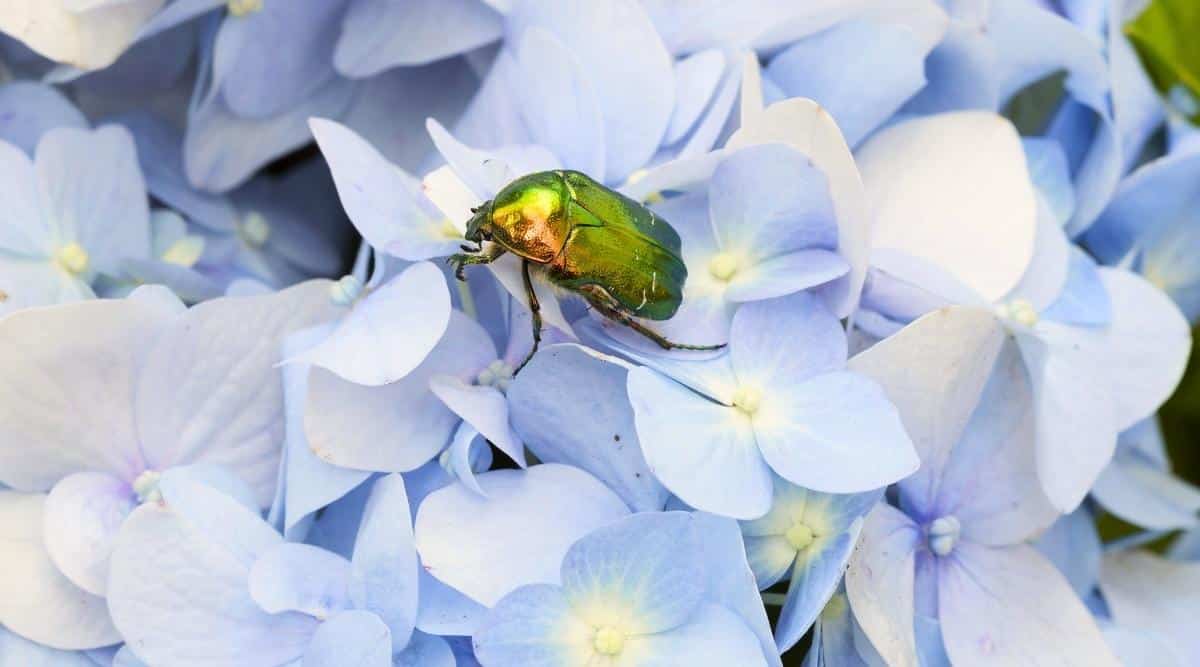 Close-up of a Japanese beetle on blue flowers. The beetle is large, shiny, metallic green.