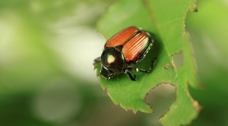 What Insect Pests Eat Roses 5 Insects That May Be Eating Your Roses This Season