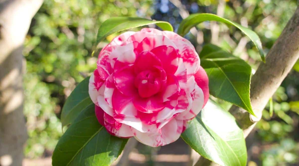 Japonica x ‘kikutoji’
