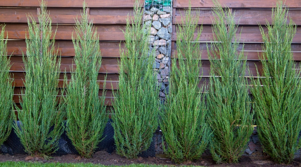 Close-up shot of Juniper plants growing in a row under a fence. The plant is tall and has a triangular growth habit. Juniper plants have small, needle-like leaves and a bluish-green coloring.