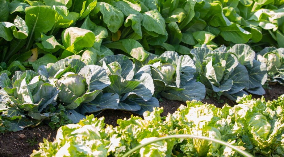 How to Build a Regenerative Garden